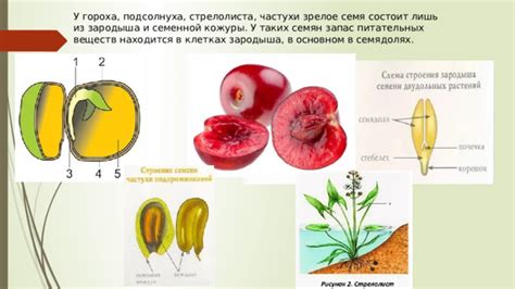 ""Основные фокусы питательных компонентов в семенной структуре: краткая информация""