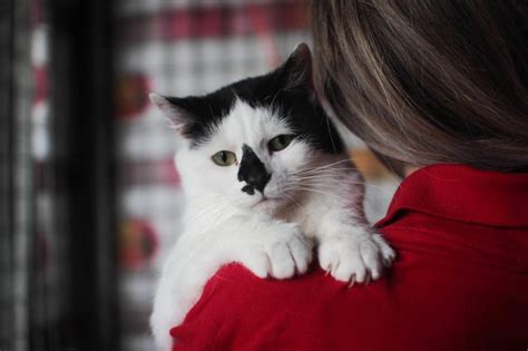 Адаптация питомца к новому окружению и семье