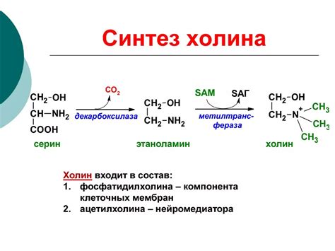 Азот как составная часть аминокислот и нейромедиаторов