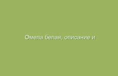 Альтернативное применение омелы в медицине