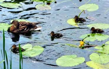 Альтернативные варианты кормления свободно живущих уток на водоеме