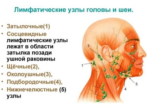 Альтернативные методы охлаждения горла при заболевании лимфатических узлов на глотке