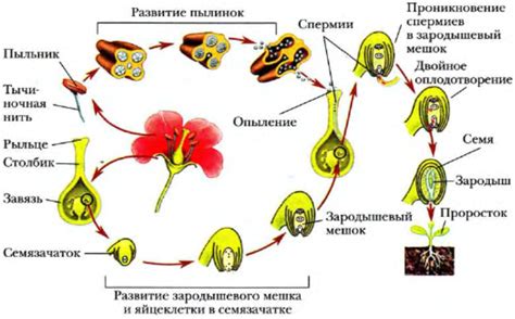 Альтернативные методы размножения плодоносных растений без использования пыльцы мужеских цветков