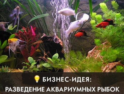 Альтернативные способы избавления от домашних аквариумных обитателей