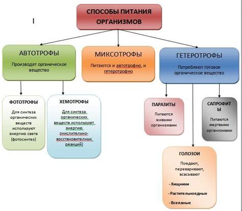 Альтернативные способы питания цветами для максимального развития и яркости