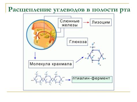 Амилаза и первичное расщепление глюкозы в полости рта