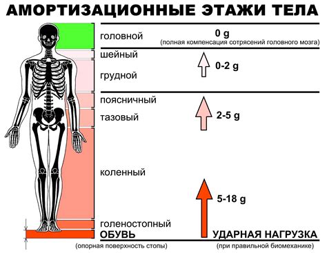 Амортизация при ходьбе и беге: роль плюсневой кости