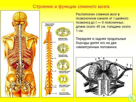 Анализ структуры позвоночника