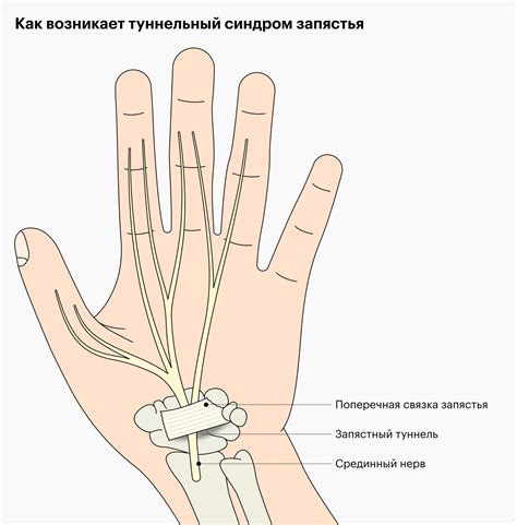 Анатомическая особенность: продолговатый показующий палец на нижней конечности