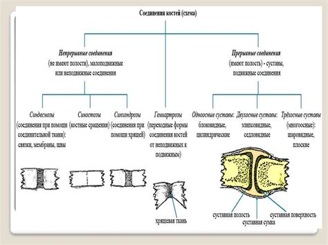 Анатомическая специфика построения костных структур