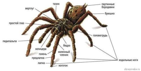 Анатомическая структура конечностей у волков