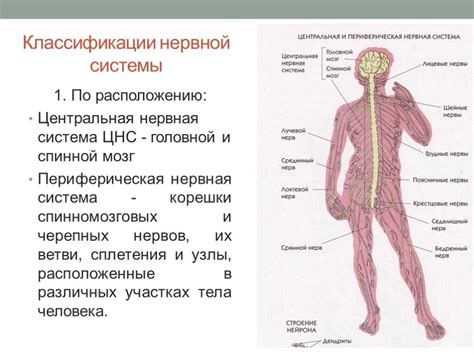 Анатомическая структура нервной системы