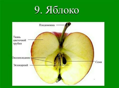 Анатомическая структура яблока и его особенности