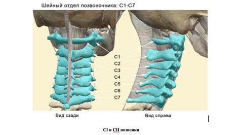 Анатомические особенности верхних шейных позвонков C6 и C7