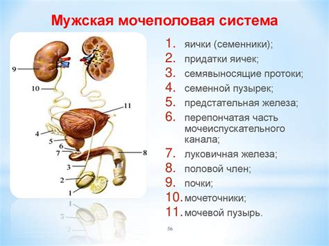 Анатомические особенности и функции губы полового органа у мужчин