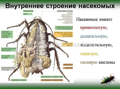 Анатомические особенности насекомых, позволяющие им питаться кровью людей