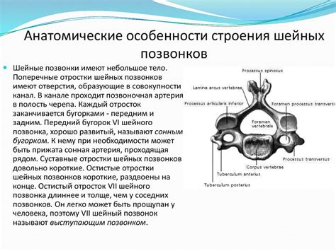 Анатомические особенности пятого и шестого шейных позвонков