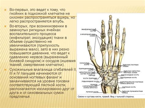 Анатомические особенности расположения специального круглого отверстия в организме человека