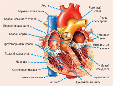 Анатомические особенности сердца и его связь с верхней точкой пульсации