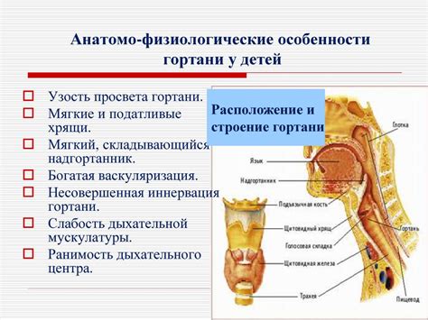 Анатомические особенности структуры организма у младенцев