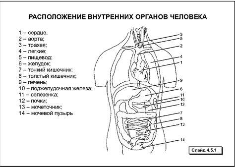 Анатомические черты расположения легких у женщин с позади