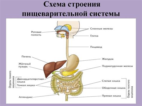 Анатомический регион функционирования Оддиева сфинктера в пищеварительной системе