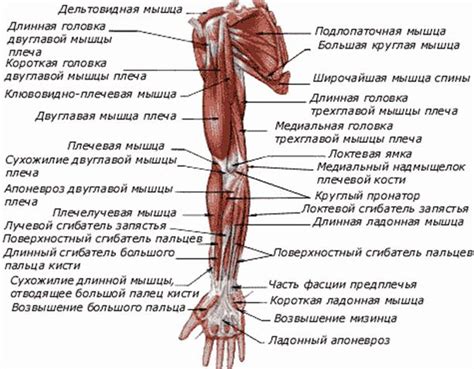 Анатомическое положение базы пальца на верхней конечности: его значимость для состояния здоровья