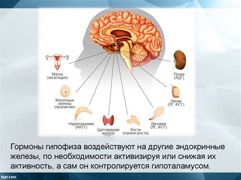 Анатомическое расположение гипофиза и его роль в организме