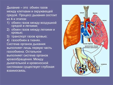 Анатомическое расположение диафрагмы в организме: фундаментальный элемент дыхательной системы