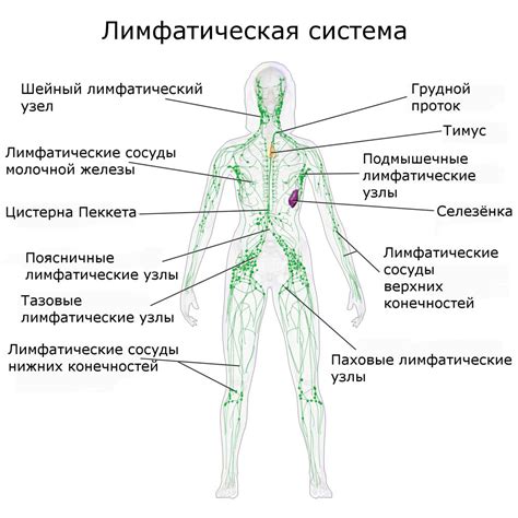 Анатомическое расположение и важность подключичных лимфоузлов в организме