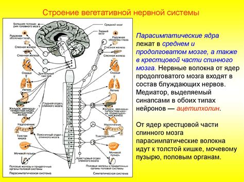 Анатомическое расположение и строение клеток двигательной системы в спинном мозге