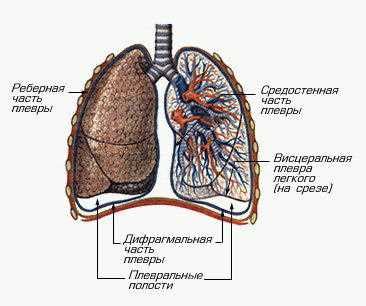 Анатомическое расположение и строение плевральной полости