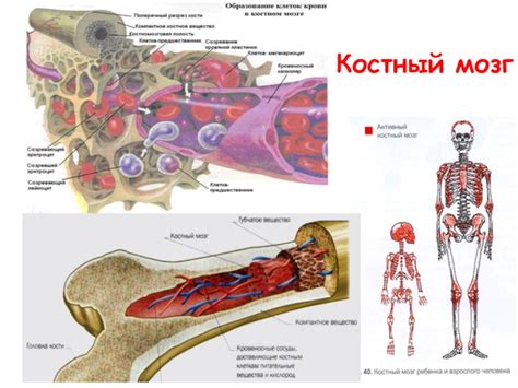 Анатомическое расположение костного мозга в организме человека