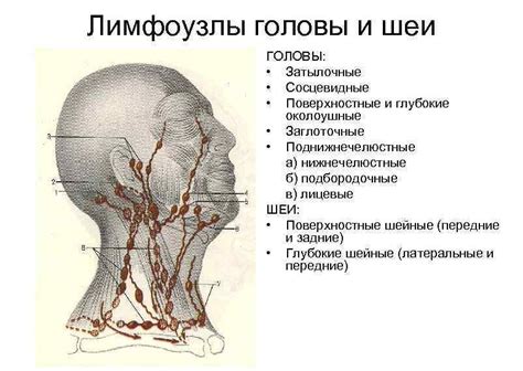 Анатомическое расположение лимфоузлов на задней части головы