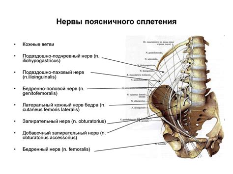 Анатомическое расположение нервных узлов в области пояснично-крестцового соединения: анатомические особенности и связь с функциями организма