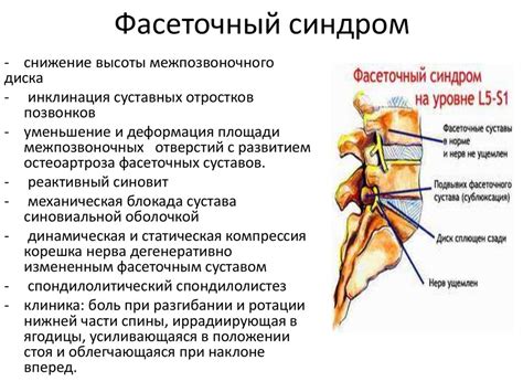 Анатомическое расположение сегмента позвоночника C5 C6