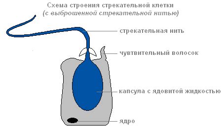 Анатомическое расположение эпителиально-мускульных клеток в организме гидры