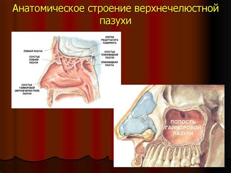 Анатомическое строение верхнечелюстной пазухи