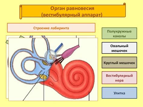 Анатомическое строение внутреннего уха: компоненты вестибулярного аппарата