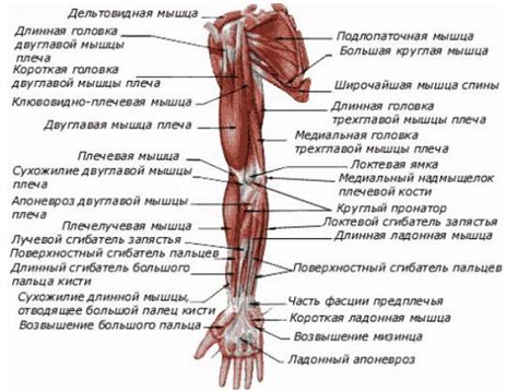 Анатомическое строение и компоненты сухожилия