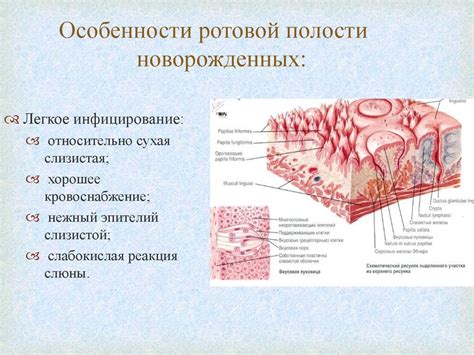 Анатомическое строение и местоположение ресничатого эпителия: источник жизненной активности и защиты организма