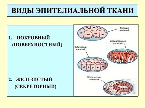 Анатомическое строение и состав эпителиальной оболочки мужской френулы