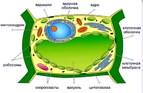 Анатомическое строение и функционирование растительной клетки: основные особенности