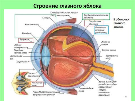 Анатомическое строение органов зрения и его связь с эмоциональными проявлениями