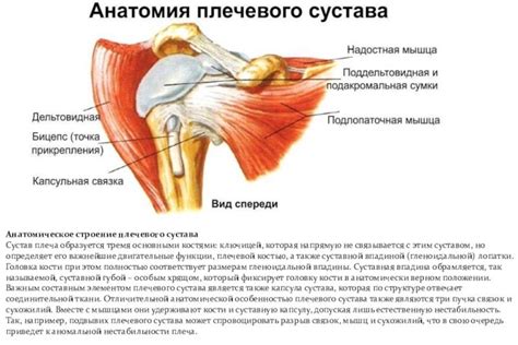 Анатомическое строение первого межплюсневого сустава: ключевые аспекты