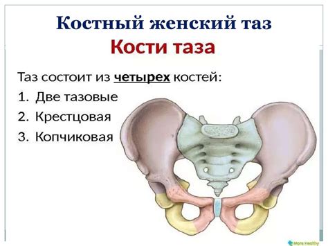 Анатомическое строение поднебельника и его роль