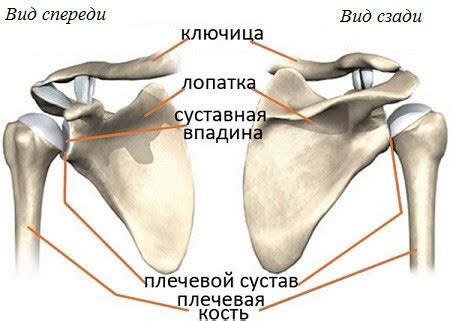 Анатомическое строение проекции основания костного отростка плечевого карпального сустава