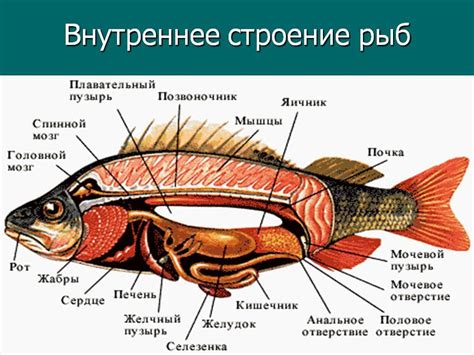 Анатомическое строение рыбы и ее адаптации к плаванию