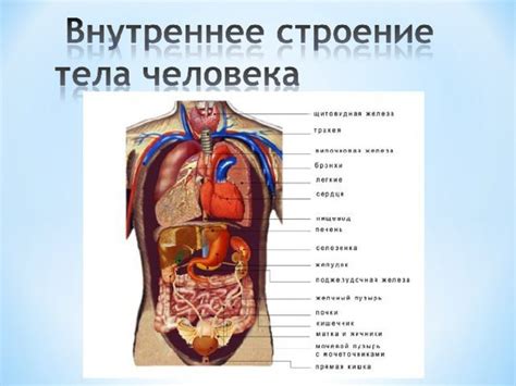 Анатомическое устройство мужских органов культурного льна