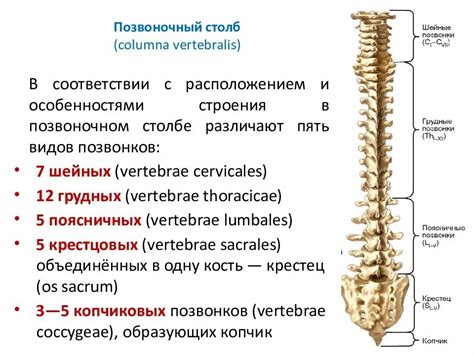 Анатомическое устройство шейного сегмента позвоночного столба: основные особенности